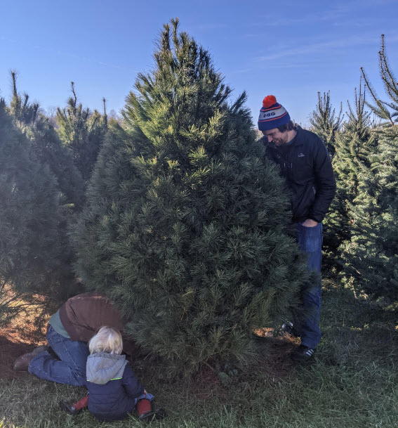 Wintergreen Tree Farm